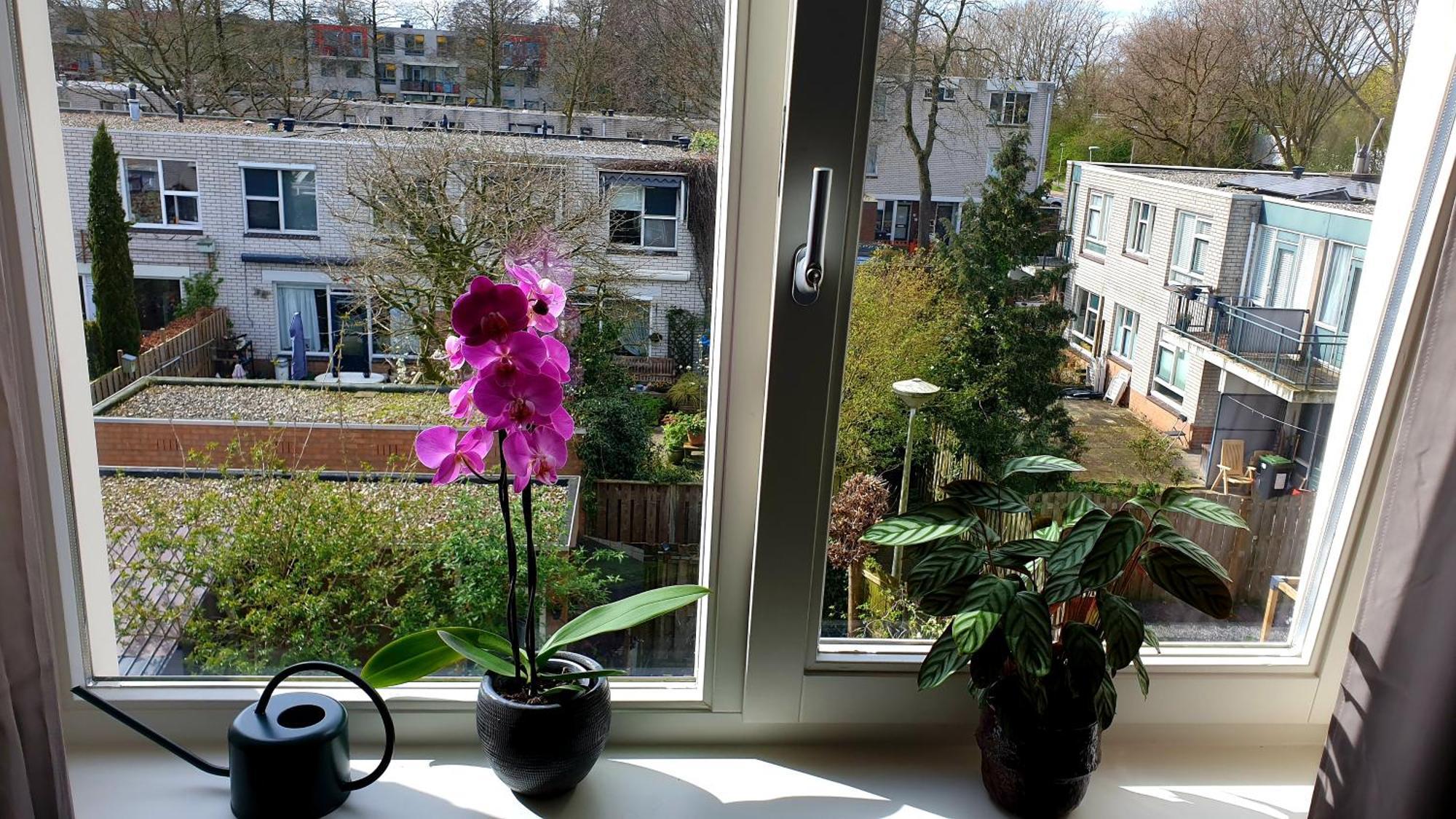 Amor Guesthouse Amsterdam Buitenkant foto